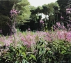 roze-kruidplanten-amstelpark-1700p